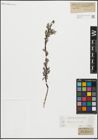 Foto von Salix repens L.